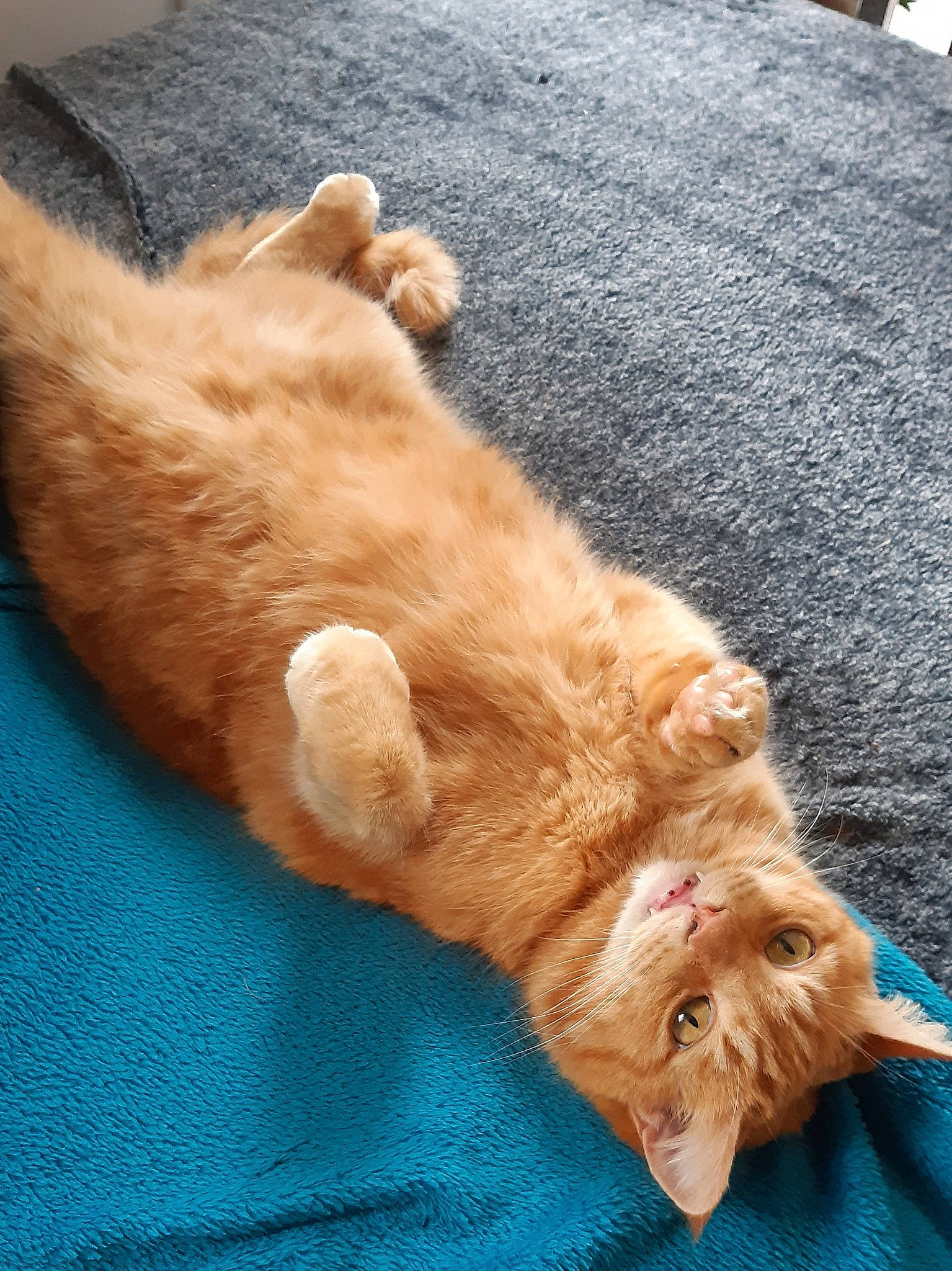 Nounie a rejoint le concours — aidez-le/la à gagner de superbes lots ! canidae, carnivore, cat, comfort, companion_dog, dog_breed, eye, fawn, felidae, foot, gesture, head, human_leg, liver, small_to_medium_sized_cats, snout, sporting_group, tail, whiskers, wood