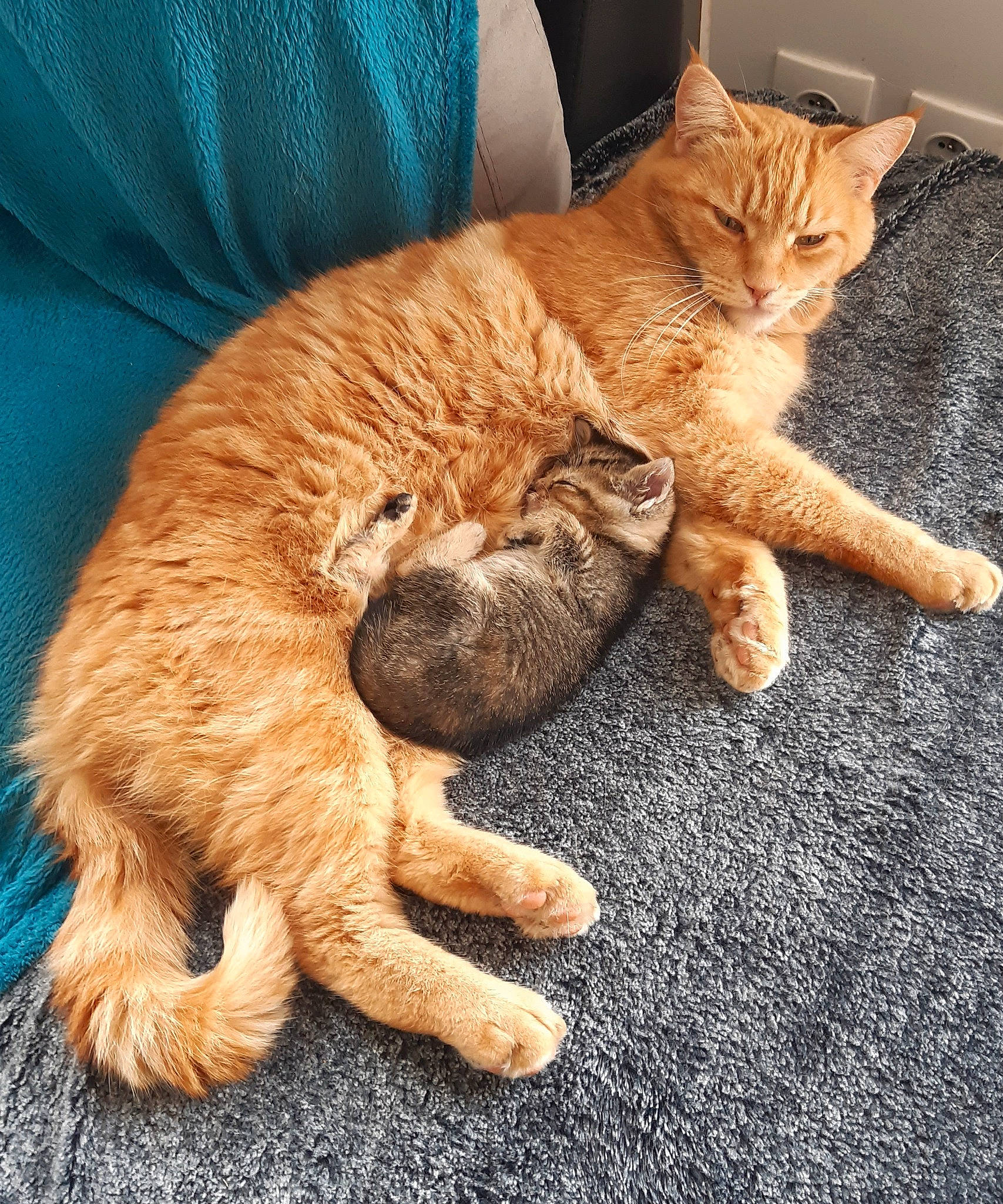 Nounie participe au concours pour gagner de l'argent avec cette photo : carnivore, cat, claw, comfort, domestic_short_haired_cat, fawn, felidae, flooring, foot, fur, human_leg, mammal, paw, sitting, small_to_medium_sized_cats, snout, tail, terrestrial_animal, whiskers, wood