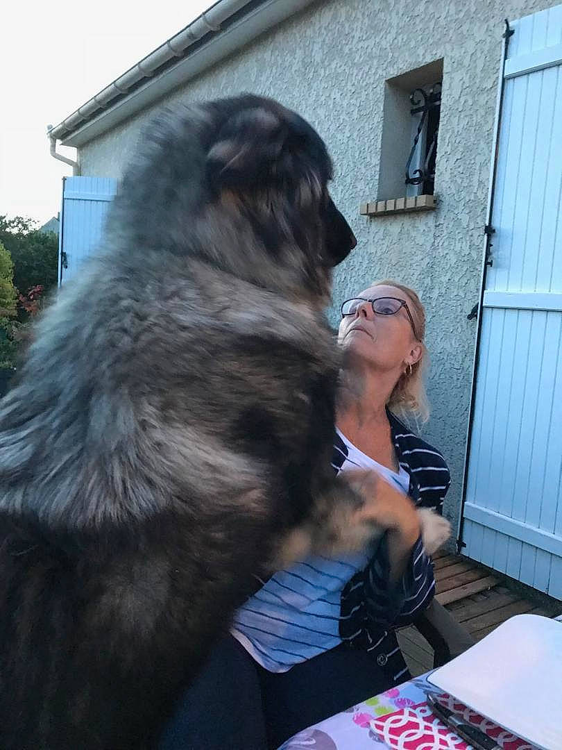 Niagara participe au concours pour gagner de l'argent avec cette photo : canidae, carnivore, companion_dog, dog, dog_breed, door, eyewear, fur, giant_dog_breed, guard_dog, sky, snout, sporting_group, tree, window, working_dog