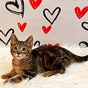 Bandit is registered to the contest to win money with this photo: cat, kitten, tabby, fur, pet, animal, hearts, heart_pattern, white_rug, fluffy, indoor, portrait, cute, whiskers, paws, tail, eyes, looking_up, cozy, background