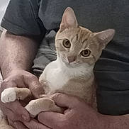 Lady is registered to the contest to win money with this photo: cat, close_up, cute, domestic_animal, eyes, fur, ginger_cat, hands, holding, human_hand, indoor, kitten, lap, paws, pet, portrait, relaxed, sofa, tshirt, whiskers