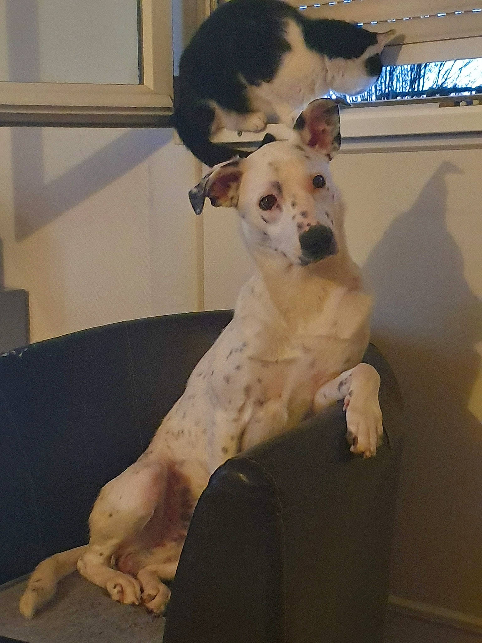 Malone participe au concours pour gagner de l'argent avec cette photo : ancient_dog_breeds, canidae, carnivore, companion_dog, dog, dog_breed, fawn, feist, great_dane, lurcher, mammal, non_sporting_group, sporting_group, whippet