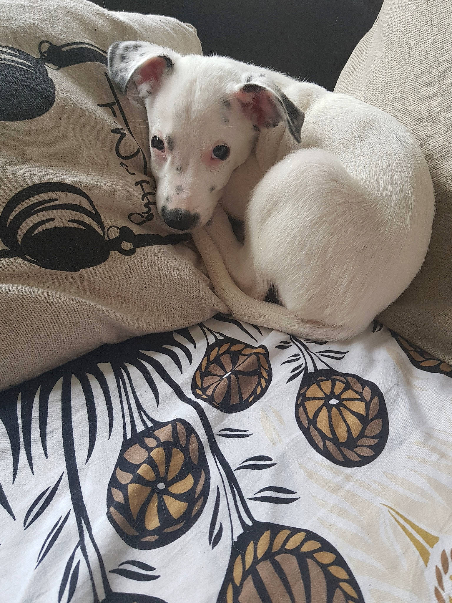 Malone a rejoint le concours — aidez-le/la à gagner de superbes lots ! canidae, carnivore, dog, dog_breed, jack_russell_terrier, mammal, non_sporting_group, pit_bull, puppy, russell_terrier, terrier