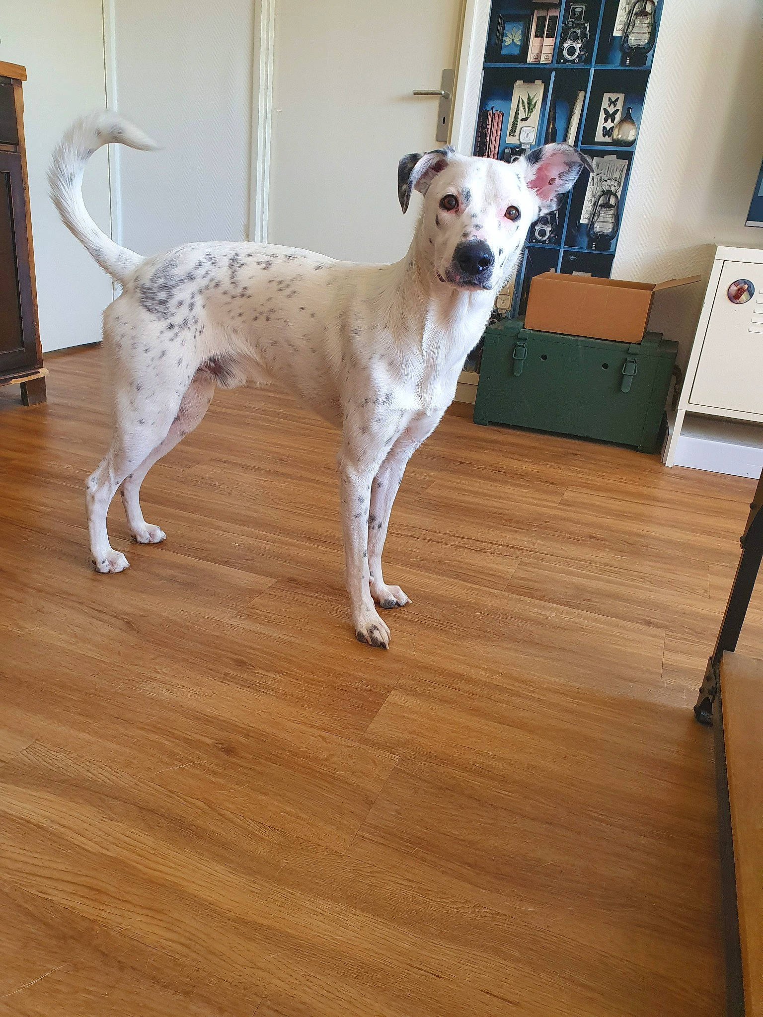 Malone participe au concours pour gagner de l'argent avec cette photo : canidae, carnivore, companion_dog, dog, dog_breed, fawn, floor, flooring, hardwood, mammal, rare_breed_dog, sporting_group, tail, vertebrate, wood