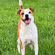 Lumiere is registered to the contest to win money with this photo: alert, animal, brown_and_white, canine, daylight, dog, domestic_animal, friendly, grass, greenery, happy, mammal, nature, outdoor, pet, playful, standing, summer, tail_up, tongue_out