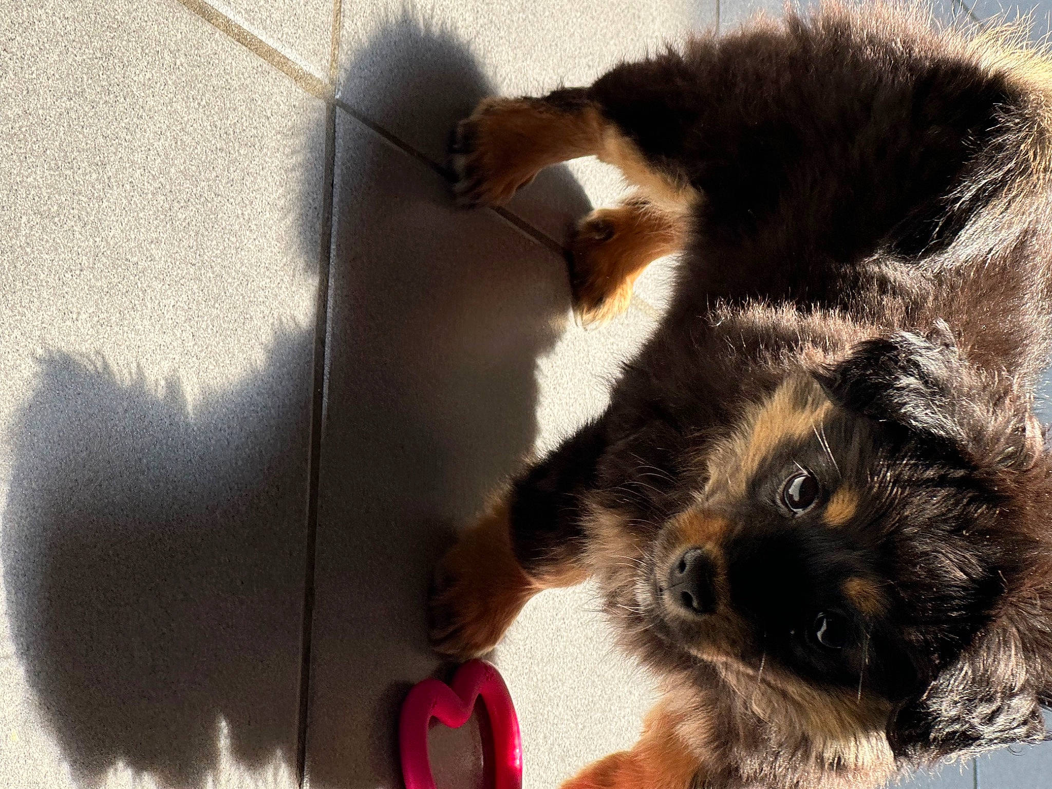 Havanna a rejoint le concours — aidez-le/la à gagner de superbes lots ! canidae, carnivore, claw, companion_dog, dog, dog_breed, fawn, fur, paw, pet_supply, shadow, snout, sporting_group, tail, terrestrial_animal, whiskers