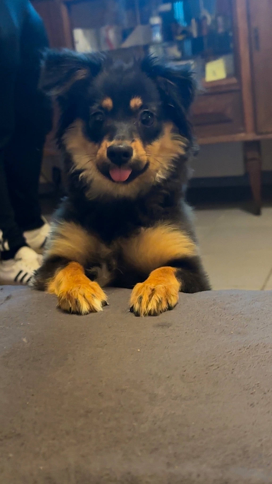 Havanna a rejoint le concours — aidez-le/la à gagner de superbes lots ! ancient_dog_breeds, asphalt, canidae, carnivore, companion_dog, dog, dog_breed, flooring, fur, guard_dog, herding_dog, paw, road_surface, snout, sporting_group, tail, terrestrial_animal, whiskers, working_dog