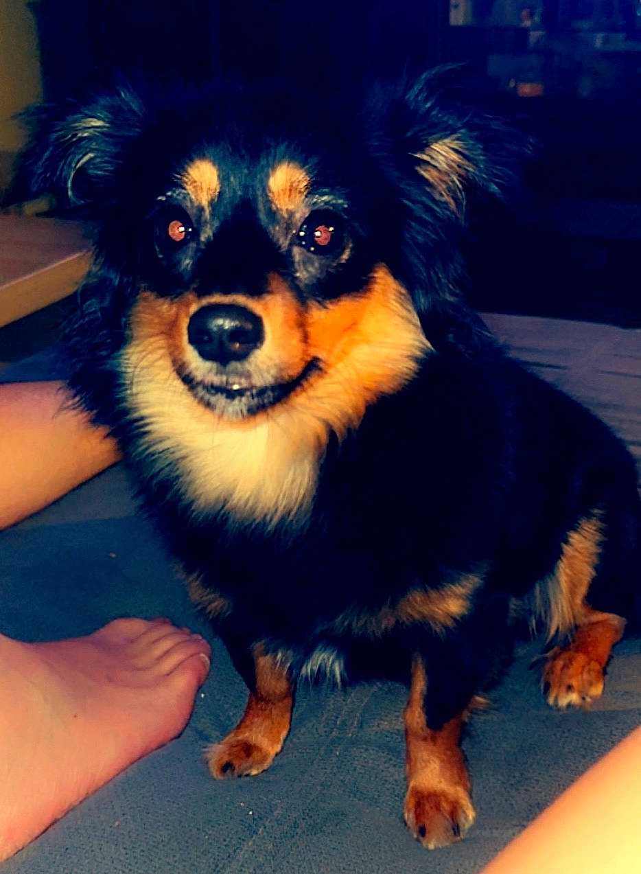 Havanna participe au concours pour gagner de l'argent avec cette photo : blue, canidae, carnivore, companion_dog, dog, dog_breed, electric_blue, fawn, fur, puppy, snout, sporting_group, toy_dog, whiskers, working_animal, working_dog