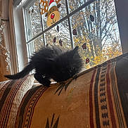 Binxs is registered to the contest to win money with this photo: autumn, black_cat, couch, cozy, curtains, daylight, exploring, fluffy, furniture, holiday_decorations, home, indoor, kitten, patterned_fabric, pet, reindeer_sticker, small_animal, sunlight, trees, window