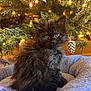 animal, black_cat, blue_bed, christmas_tree, cozy, cute, decor, fluffy, furry, holiday, indoor, kitten, lights, ornament, pet, pinecone, resting, soft, warm_lighting, young