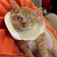 Kiara is registered to the contest to win money with this photo: animal, blanket, cat, closeup, cone_collar, cozy, domestic_cat, feline, healing, indoor, injury, kitten, orange_blanket, orange_cat, pet, resting, shaved_patch, sleeping, stitches, white_fur