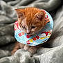 Kiara is registered to the contest to win money with this photo: animal, cat, closeup, comfort, cone_collar, cozy, cute, cute_pet, feline, fur, indoor, injury, kitten, orange_cat, pet, resting, sleepy, soft_blanket, whiskers, young_cat