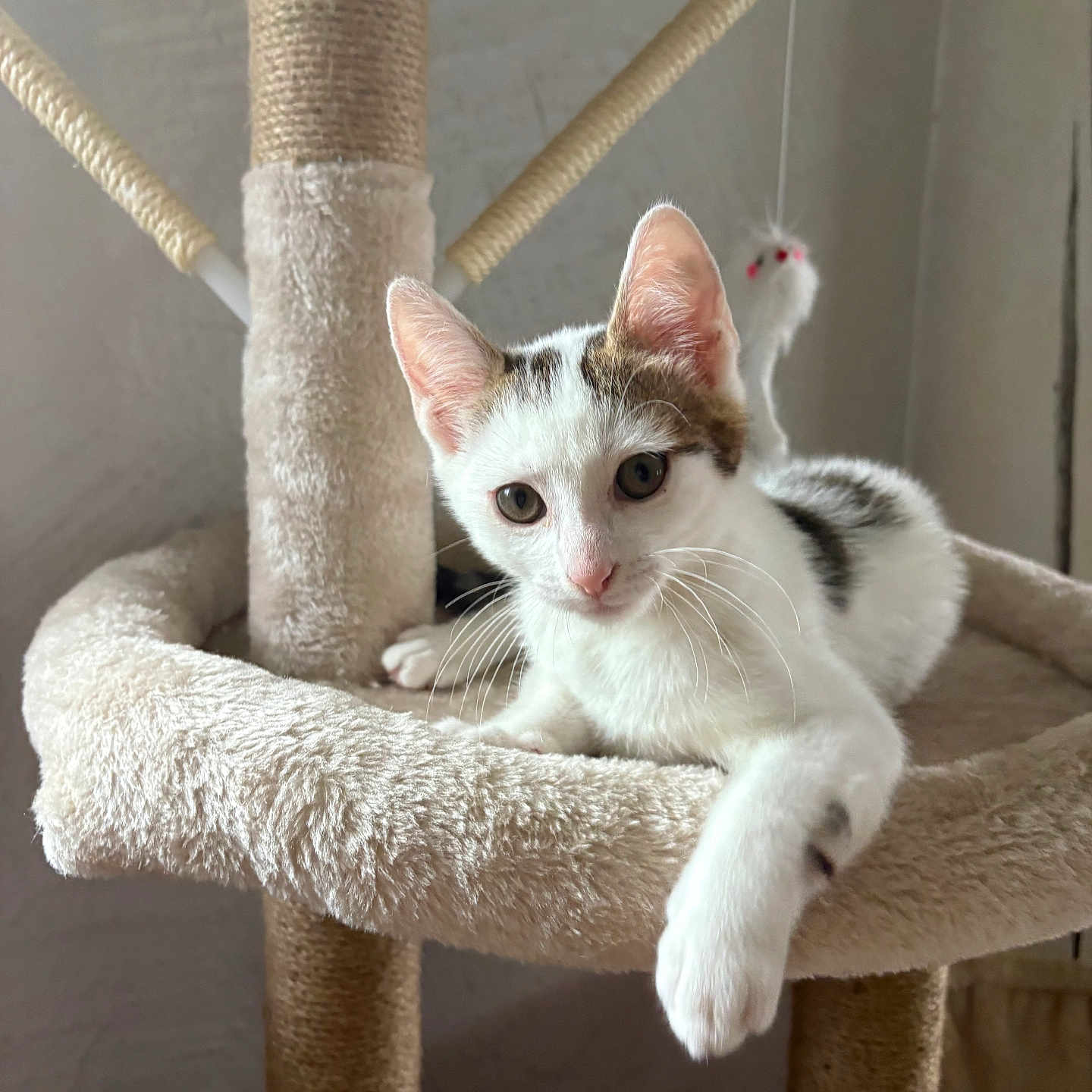 Bounty a rejoint le concours — aidez-le/la à gagner de superbes lots ! animal, cat, cat_tree, curious, cute, domestic_cat, ears, feline, fur, indoor, kitten, paw, pet, pet_toy, plush, relaxed, resting, scratching_post, whiskers, young_cat