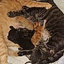 cat, kitten, sleeping, cuddle, cardboard_box, towel, orange_cat, striped_cat, pet, animal, family, newborn, fur, resting, domestic_cat, mother_cat, baby_animal, cozy, cute, snuggling