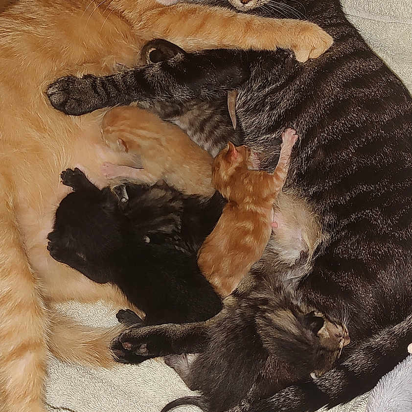 Chloe And Molly is registered to the contest to win money with this photo: animal, baby_animal, cardboard_box, cat, cozy, cuddle, cute, domestic_cat, family, fur, kitten, mother_cat, newborn, orange_cat, pet, resting, sleeping, snuggling, striped_cat, towel