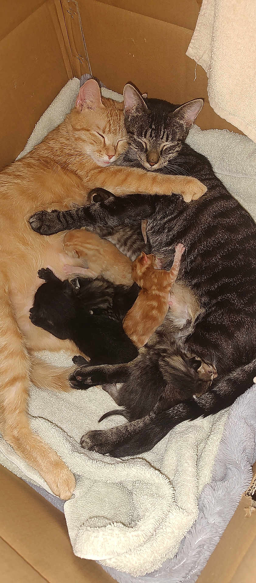 Chloe And Molly is registered to the contest to win money with this photo: cat, kitten, sleeping, cuddle, cardboard_box, towel, orange_cat, striped_cat, pet, animal, family, newborn, fur, resting, domestic_cat, mother_cat, baby_animal, cozy, cute, snuggling