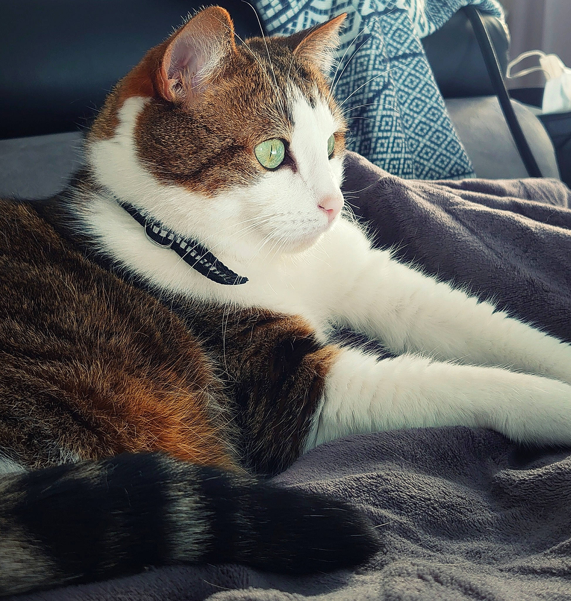 Jumpy participe au concours pour gagner de l'argent avec cette photo : aegean_cat, american_wirehair, asian, carnivore, cat, domestic_short_haired_cat, european_shorthair, eye, felidae, fur, kitten, nose, paw, polydactyl_cat, sitting, sky, small_to_medium_sized_cats, snout, tabby_cat, whiskers