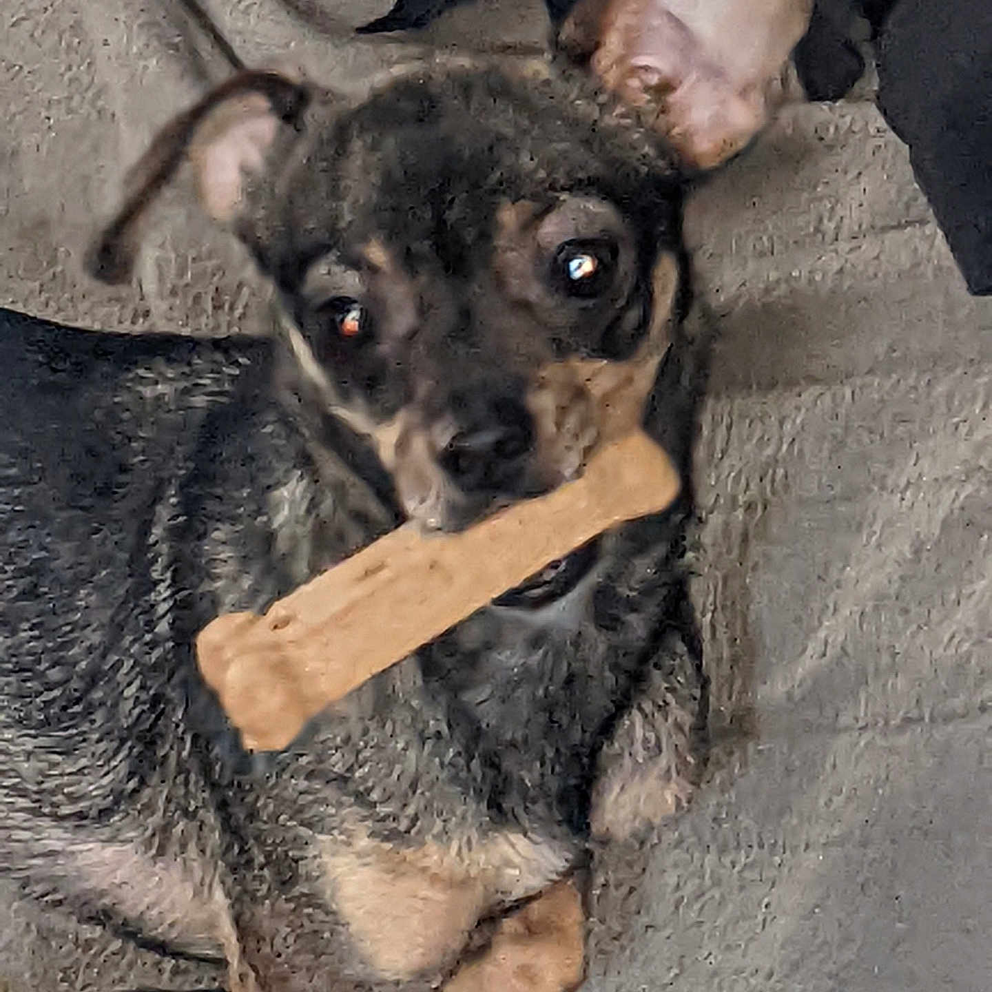 Rose is registered to the contest to win money with this photo: animal, black, blanket, bone, brown, canine, companion, cute, dog, ears, fur, indoor, lying_down, mouth, pet, playful, relaxed, resting, snout, toy