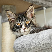 Sirius a rejoint le concours — aidez-le/la à gagner de superbes lots ! cat, kitten, tabby, feline, pet, pet_bed, cat_tree, indoor, whiskers, fluffy, ears, golden_eyes, close_up, portrait, fur, relaxed, cozy, household, scratching_post, mammal