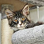 cat, kitten, tabby, feline, pet, pet_bed, cat_tree, indoor, whiskers, fluffy, ears, golden_eyes, close_up, portrait, fur, relaxed, cozy, household, scratching_post, mammal