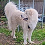 animal, backyard, bench, canine, collar, curious, daylight, dog, fence, fluffy, fur, garden, grass, leaves, nature, outdoor, pet, standing, white_dog, yard