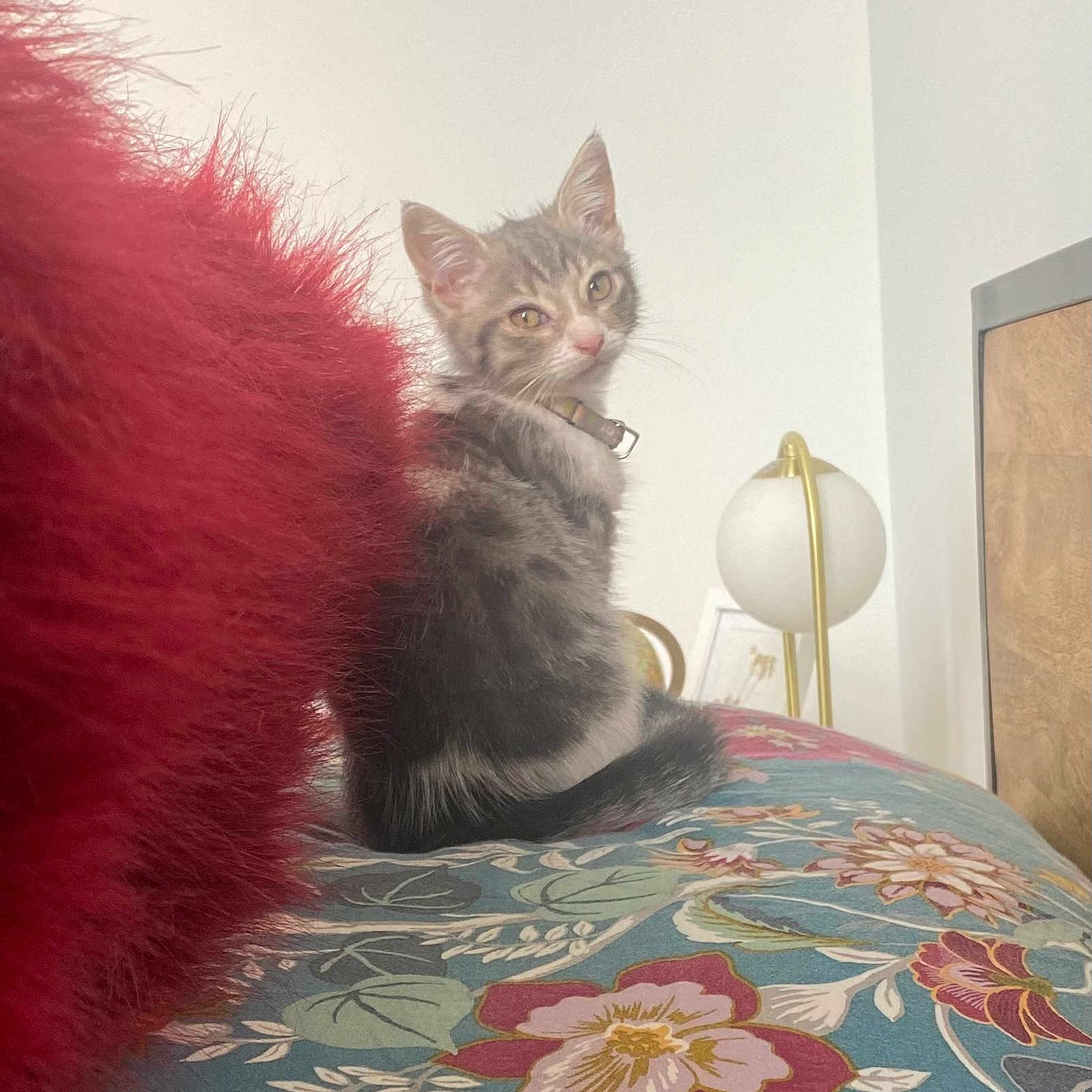 Rocco is registered to the contest to win money with this photo: animal, bed, bedroom, cat, cushion, face, furniture, head, homedecor, indoors, interiordesign, kitten, lamp, lighting, manx, person, pet, photography, room, tablelamp