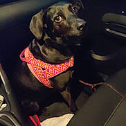 Monsieur Zouzou participe au concours pour gagner de l'argent avec cette photo : animal, black_dog, canine, car_interior, companion, curious, dark, dog, domestic_animal, friend, harness, indoor, leash, looking_up, loyalty, night, pet, seat, sitting, vehicle