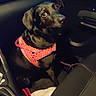 animal, black_dog, canine, car_interior, companion, curious, dark, dog, domestic_animal, friend, harness, indoor, leash, looking_up, loyalty, night, pet, seat, sitting, vehicle