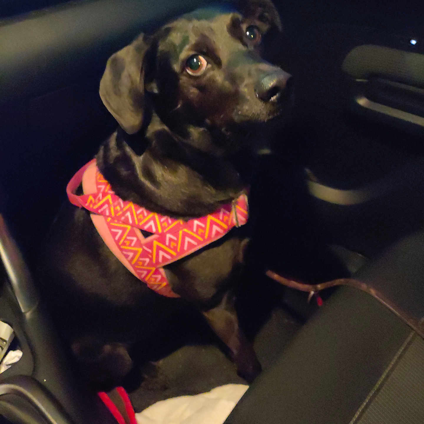 Monsieur Zouzou participe au concours pour gagner de l'argent avec cette photo : animal, black_dog, canine, car_interior, companion, curious, dark, dog, domestic_animal, friend, harness, indoor, leash, looking_up, loyalty, night, pet, seat, sitting, vehicle