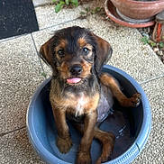 Bella participe au concours pour gagner de l'argent avec cette photo : adorable, animal, black, brown, bucket, cute, dog, floor, fur, outdoor, pet, plant, pot, puppy, sitting, small, tile, tongue_out, water, young