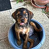 adorable, animal, black, brown, bucket, cute, dog, floor, fur, outdoor, pet, plant, pot, puppy, sitting, small, tile, tongue_out, water, young