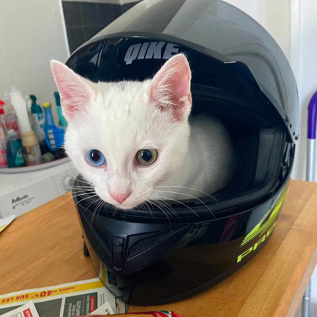 Guizmo a rejoint le concours — aidez-le/la à gagner de superbes lots ! animal, cat, clothing, crashhelmet, hardhat, hardwood, helmet, kitten, pet, stainedwood, text, wood