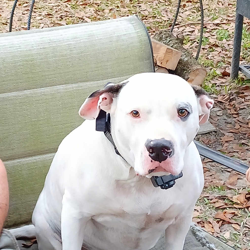 Horse joined the competition — help win amazing prizes! animal, backyard, black_spot, canine, collar, cushion, dog, ears, eyes, face, fur, leaves, nature, nose, outdoor, pet, resting, sitting, spot, white_dog