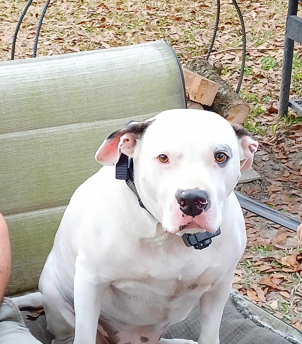 Horse joined the competition — help win amazing prizes! animal, backyard, black_spot, canine, collar, cushion, dog, ears, eyes, face, fur, leaves, nature, nose, outdoor, pet, resting, sitting, spot, white_dog