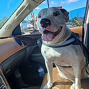 Horse is registered to the contest to win money with this photo: blue_sky, brown_leather, car_interior, dashboard, daytime, dog, happy, happy_dog, leather_seat, passenger_seat, pet, reflection, road_sign, seatbelt, sunlight, tongue_out, vehicle, water_bottle, white_dog, window