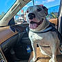 blue_sky, brown_leather, car_interior, dashboard, daytime, dog, happy, happy_dog, leather_seat, passenger_seat, pet, reflection, road_sign, seatbelt, sunlight, tongue_out, vehicle, water_bottle, white_dog, window