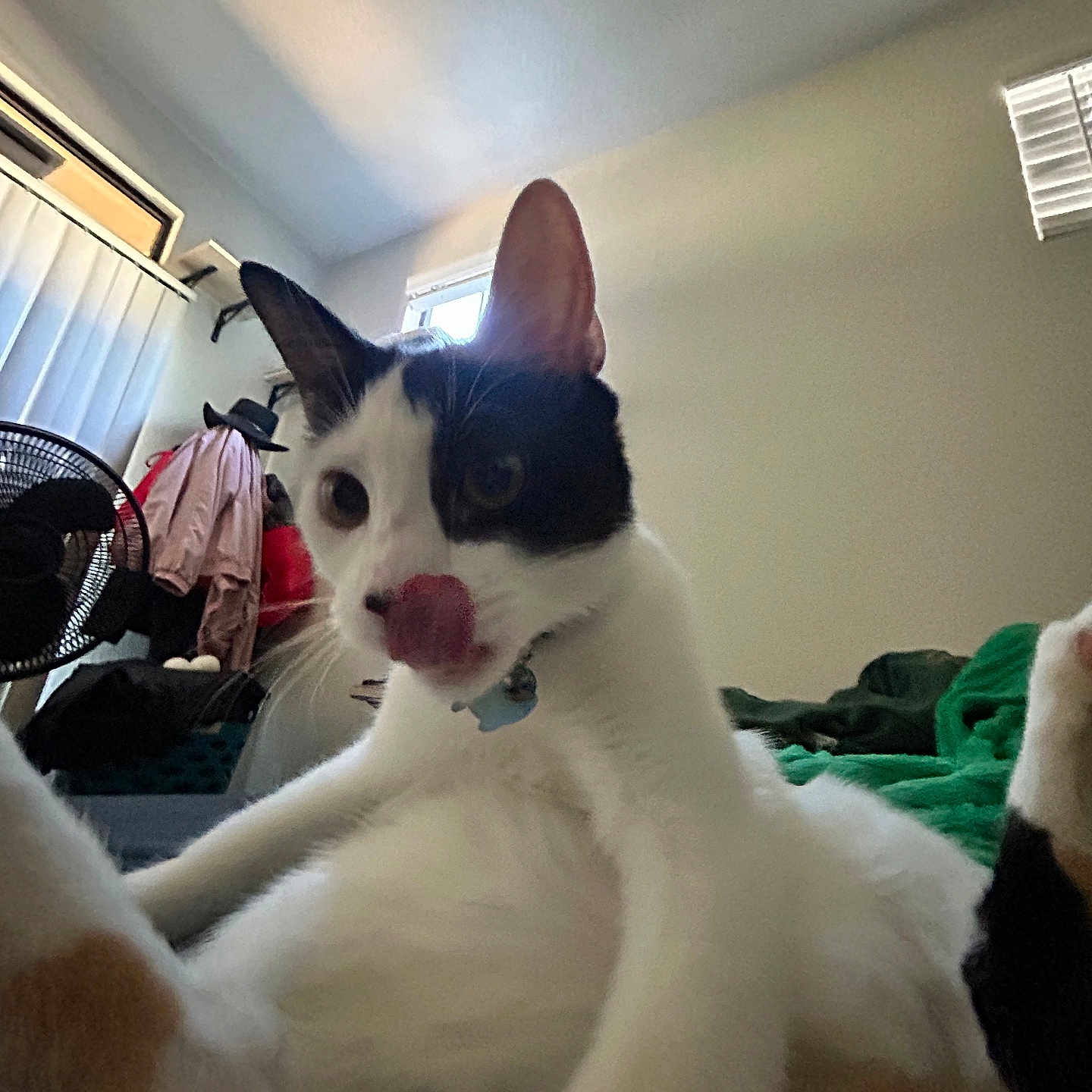 Strudel joined the competition — help win amazing prizes! cat, black_and_white, tongue_out, indoor, bed, furniture, window, fan, clothing, relaxed, pet, animal, ears, collar, tongue, fur, home, room, casual, cute