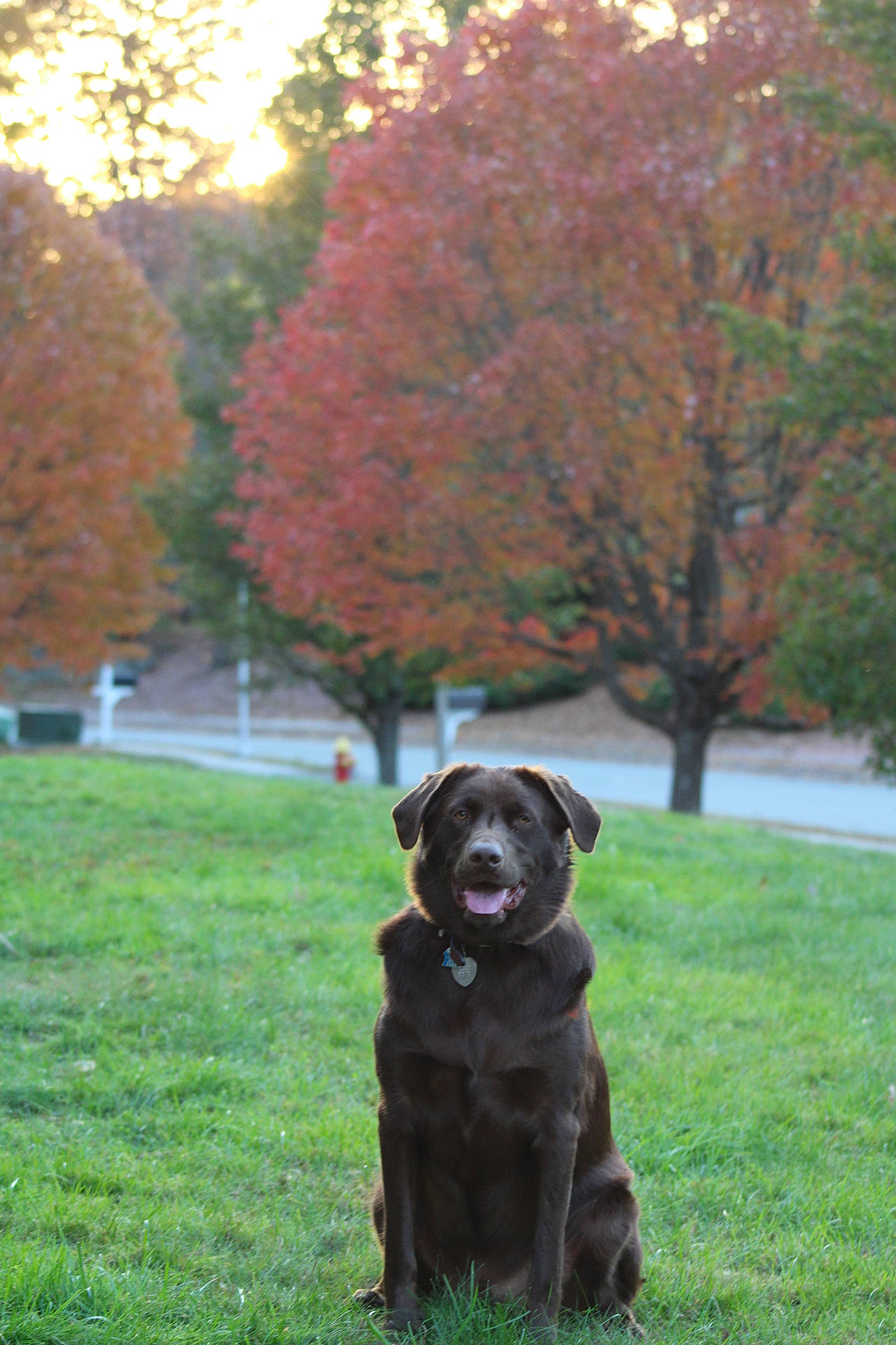 Luke joined the competition — help win amazing prizes! carnivore, companion_dog, dog, dog_breed, dog_collar, fawn, grass, gun_dog, lawn, leaf, natural_landscape, plant, shrub, snout, sunlight, tail, tints_and_shades, tree, woody_plant, working_animal