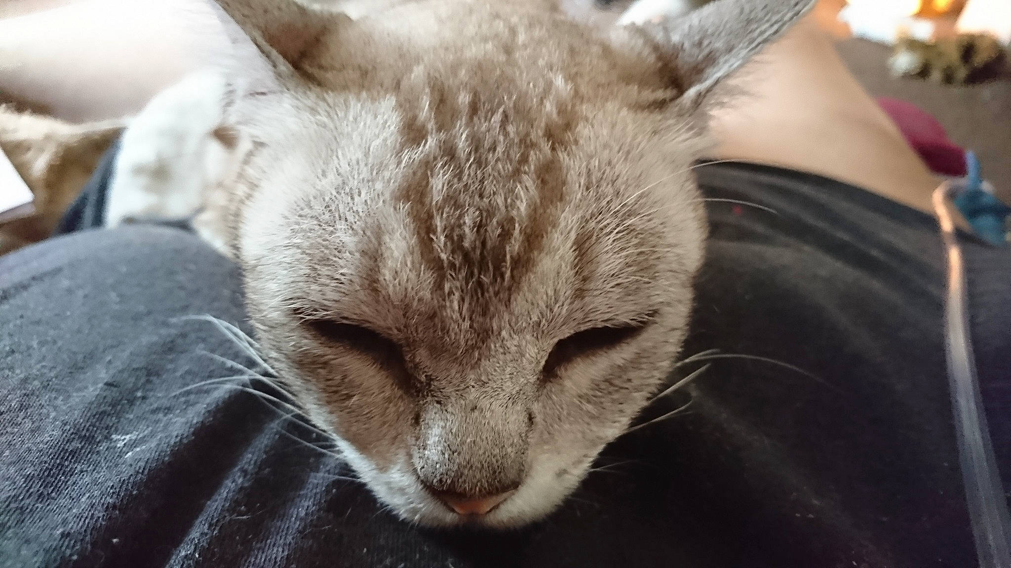 Okky joined the competition — help win amazing prizes! asian, carnivore, cat, domestic_short_haired_cat, felidae, german_rex, mammal, oriental_longhair, singapura, small_to_medium_sized_cats, snout, vertebrate, whiskers