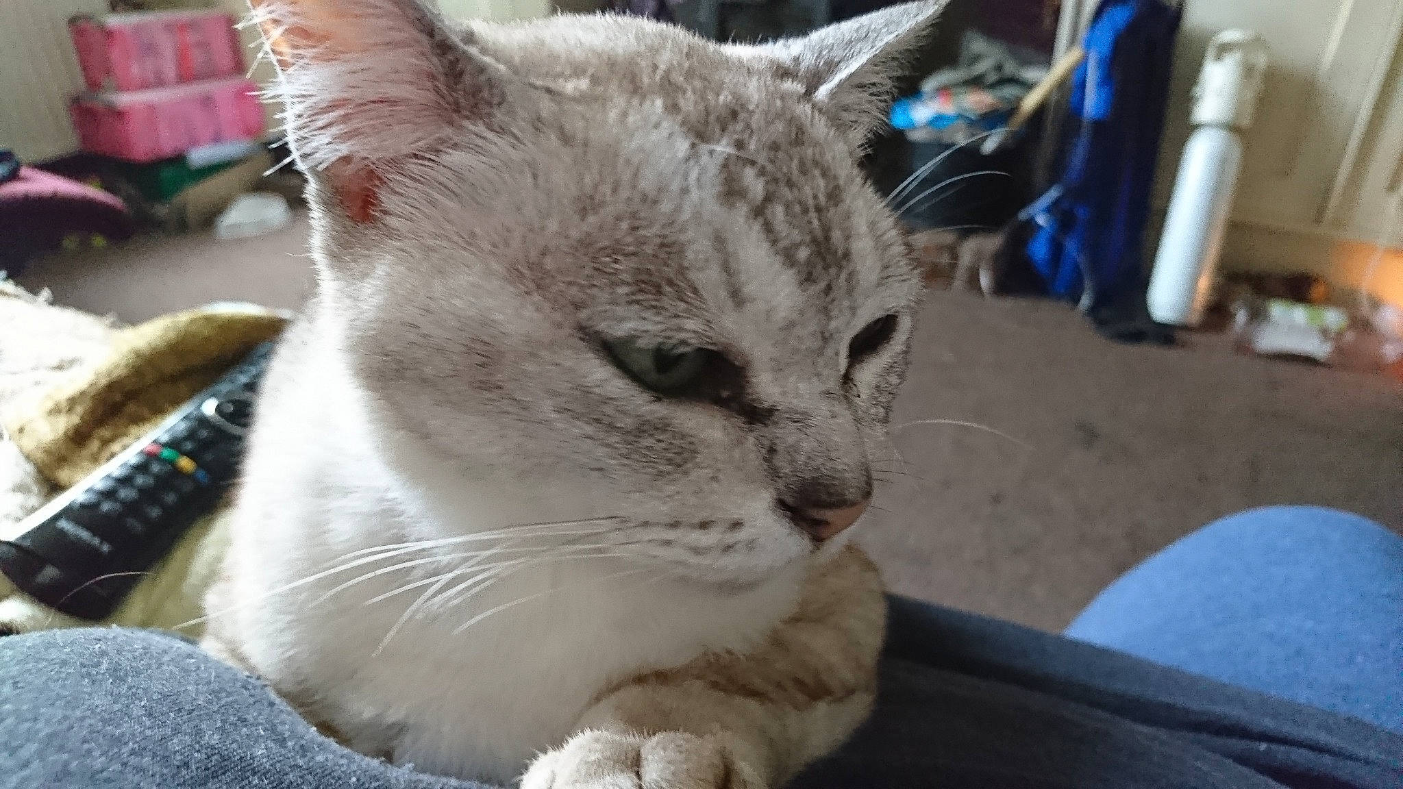 Okky is registered to the contest to win money with this photo: aegean_cat, american_wirehair, asian, australian_mist, burmilla, carnivore, cat, domestic_short_haired_cat, european_shorthair, fawn, felidae, german_rex, mammal, ojos_azules, singapura, small_to_medium_sized_cats, snout, tabby_cat, vertebrate, whiskers