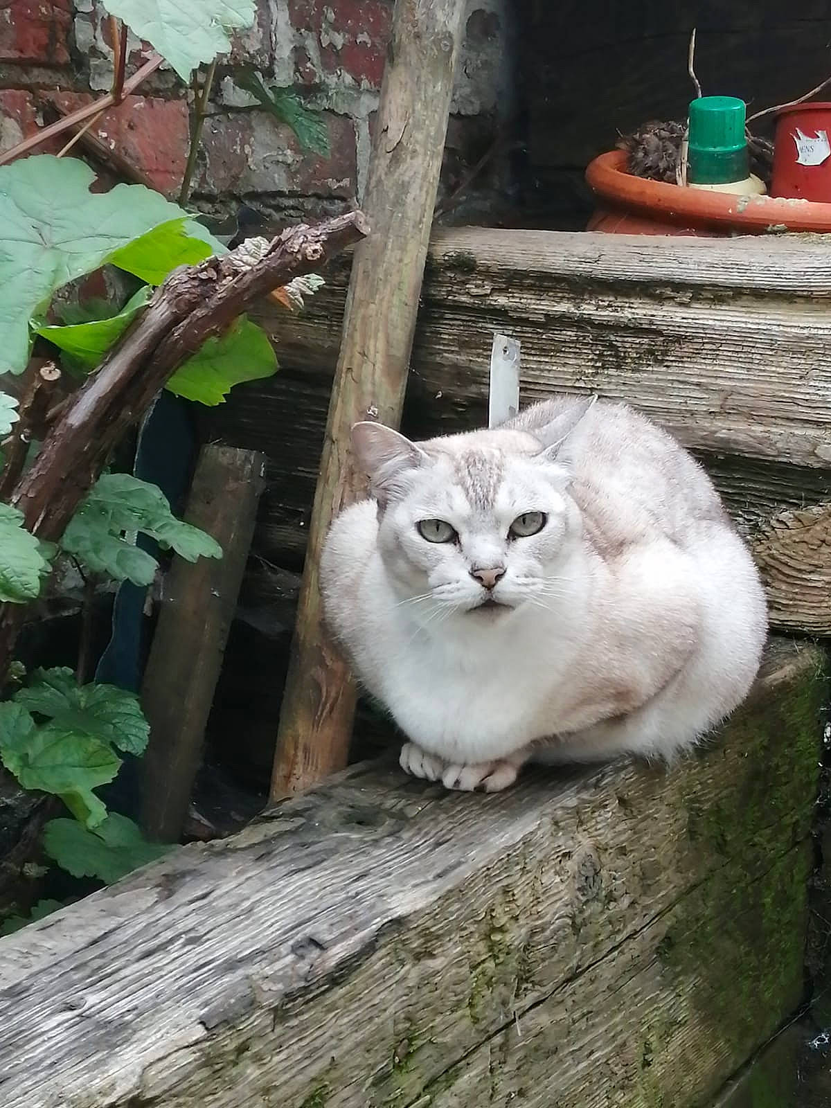 Okky is registered to the contest to win money with this photo: aegean_cat, asian, british_semi_longhair, burmilla, carnivore, cat, domestic_short_haired_cat, european_shorthair, fawn, felidae, mammal, plant, small_to_medium_sized_cats, tree, turkish_angora, turkish_van, whiskers, wood