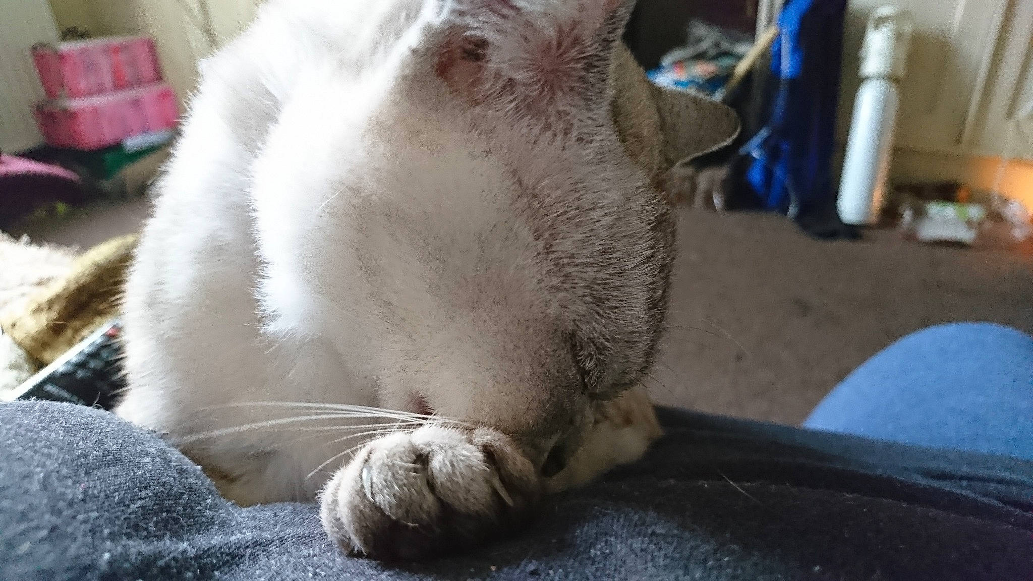 Okky joined the competition — help win amazing prizes! carnivore, cat, claw, domestic_rabbit, fawn, felidae, fur, mammal, paw, rabbit, rabbits_and_hares, small_to_medium_sized_cats, snout, whiskers