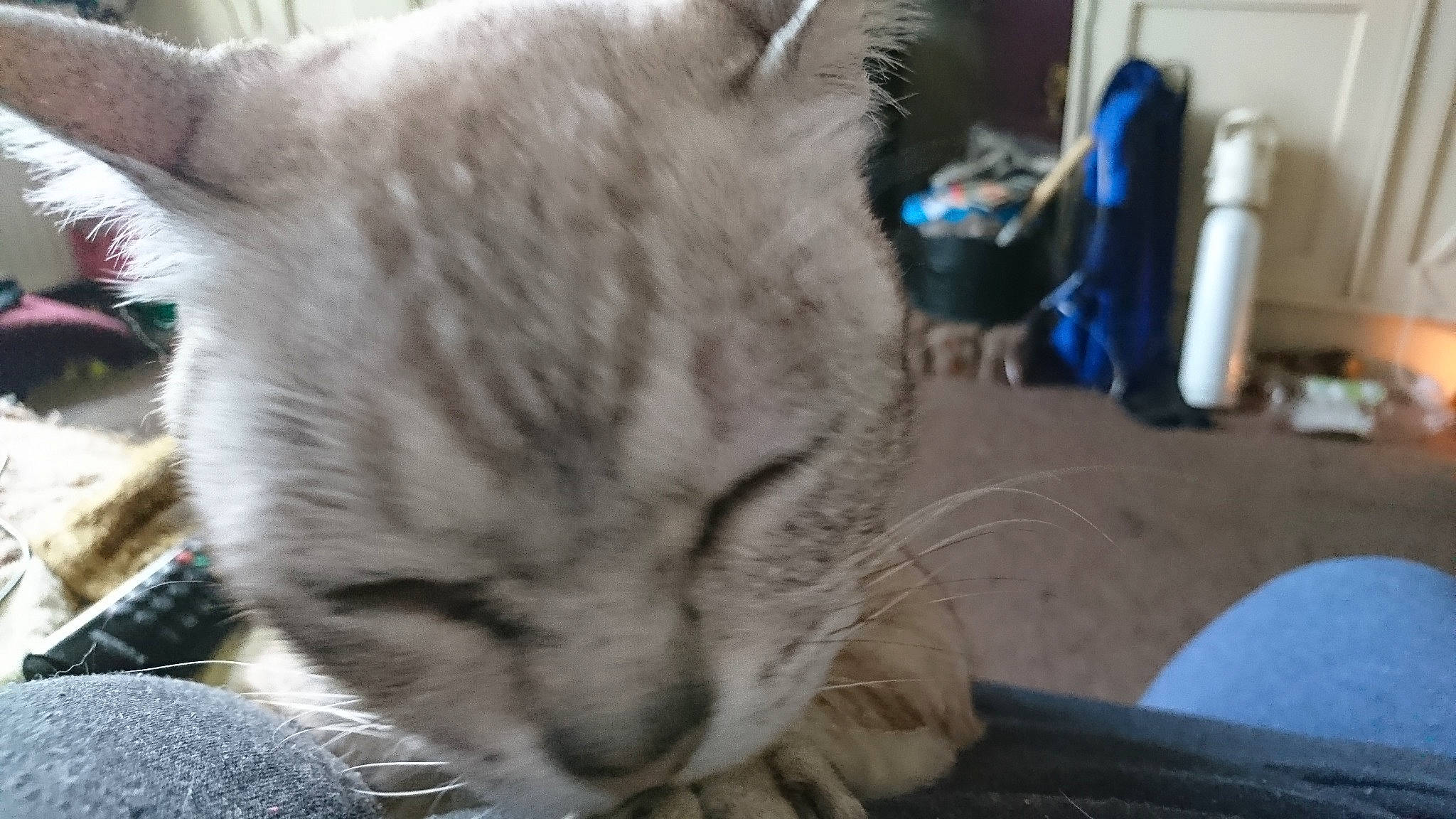 Okky is registered to the contest to win money with this photo: aegean_cat, asian, carnivore, cat, domestic_short_haired_cat, dragon_li, european_shorthair, fawn, felidae, fur, kitten, mammal, ojos_azules, small_to_medium_sized_cats, tabby_cat, vertebrate, whiskers