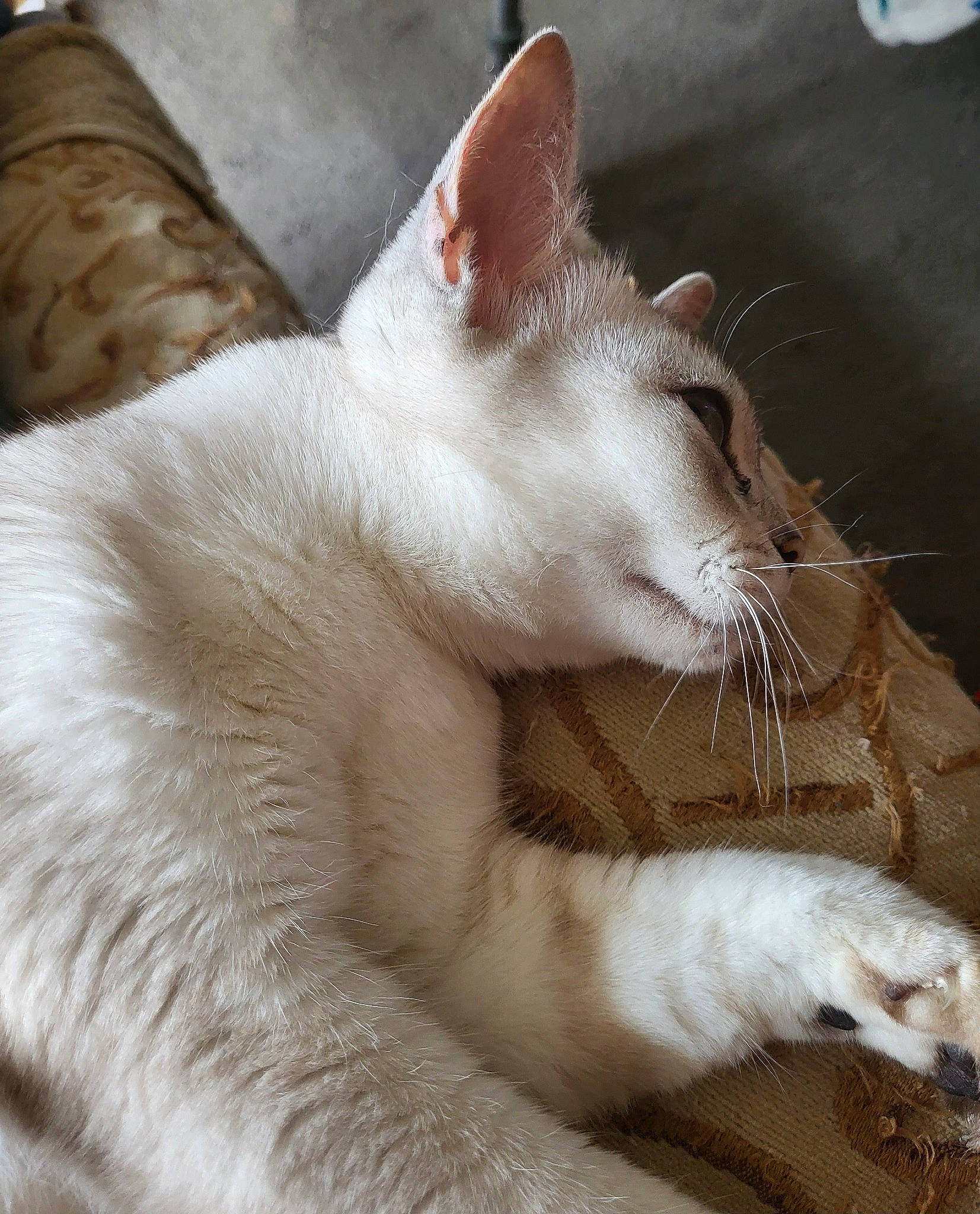 Storm joined the competition — help win amazing prizes! carnivore, cat, claw, comfort, domestic_short_haired_cat, fang, felidae, foot, fur, nap, paw, small_to_medium_sized_cats, snout, tail, terrestrial_animal, whiskers