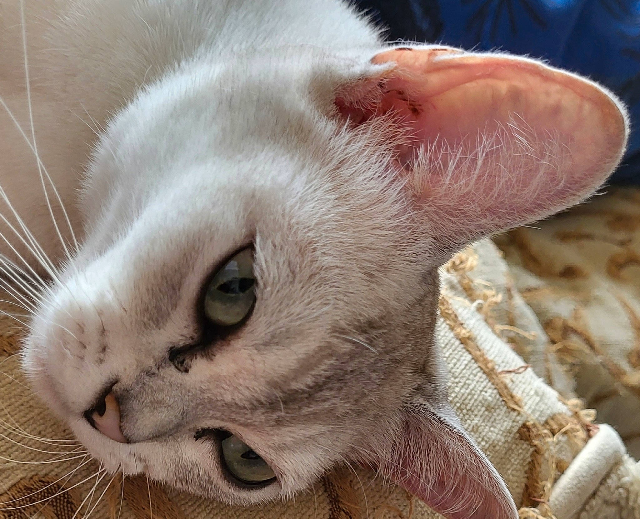 Storm joined the competition — help win amazing prizes! carnivore, cat, claw, close_up, domestic_short_haired_cat, fawn, felidae, fur, nose, paw, small_to_medium_sized_cats, snout, terrestrial_animal, whiskers