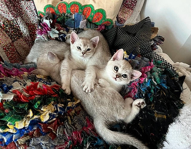 Storm is registered to the contest to win money with this photo: carnivore, cat, comfort, domestic_short_haired_cat, fawn, felidae, fur, linens, paw, small_to_medium_sized_cats, tail, whiskers