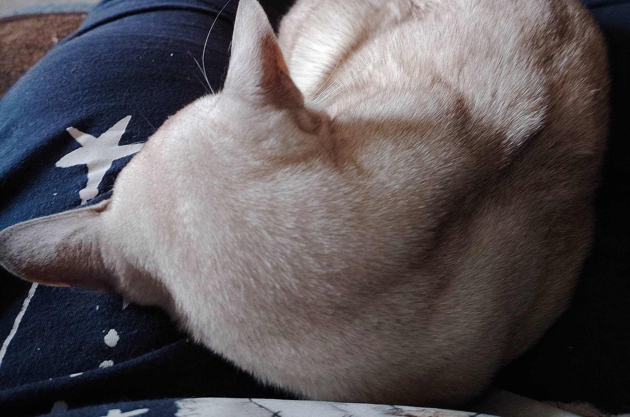 Storm joined the competition — help win amazing prizes! carnivore, cat, comfort, domestic_short_haired_cat, fawn, felidae, foot, fur, nap, non_sporting_group, plate, sleep, small_to_medium_sized_cats, snout, sporting_group, tableware, tail, whiskers, wrinkle