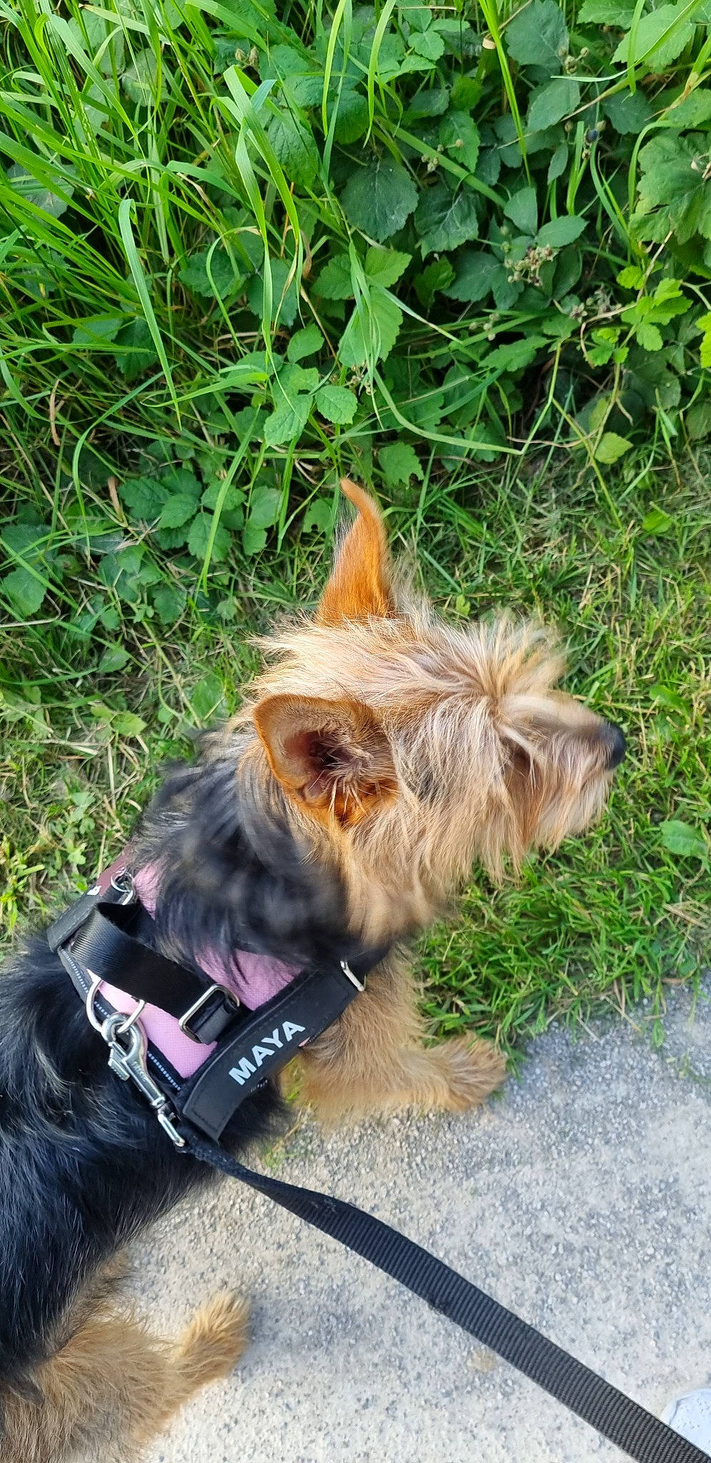 Maya participe au concours pour gagner de l'argent avec cette photo : canidae, carnivore, collar, companion_dog, dog, dog_breed, dog_collar, dog_supply, fawn, grass, leash, liver, pet_supply, plant, small_terrier, snout, sporting_group, terrier, toy_dog, working_animal