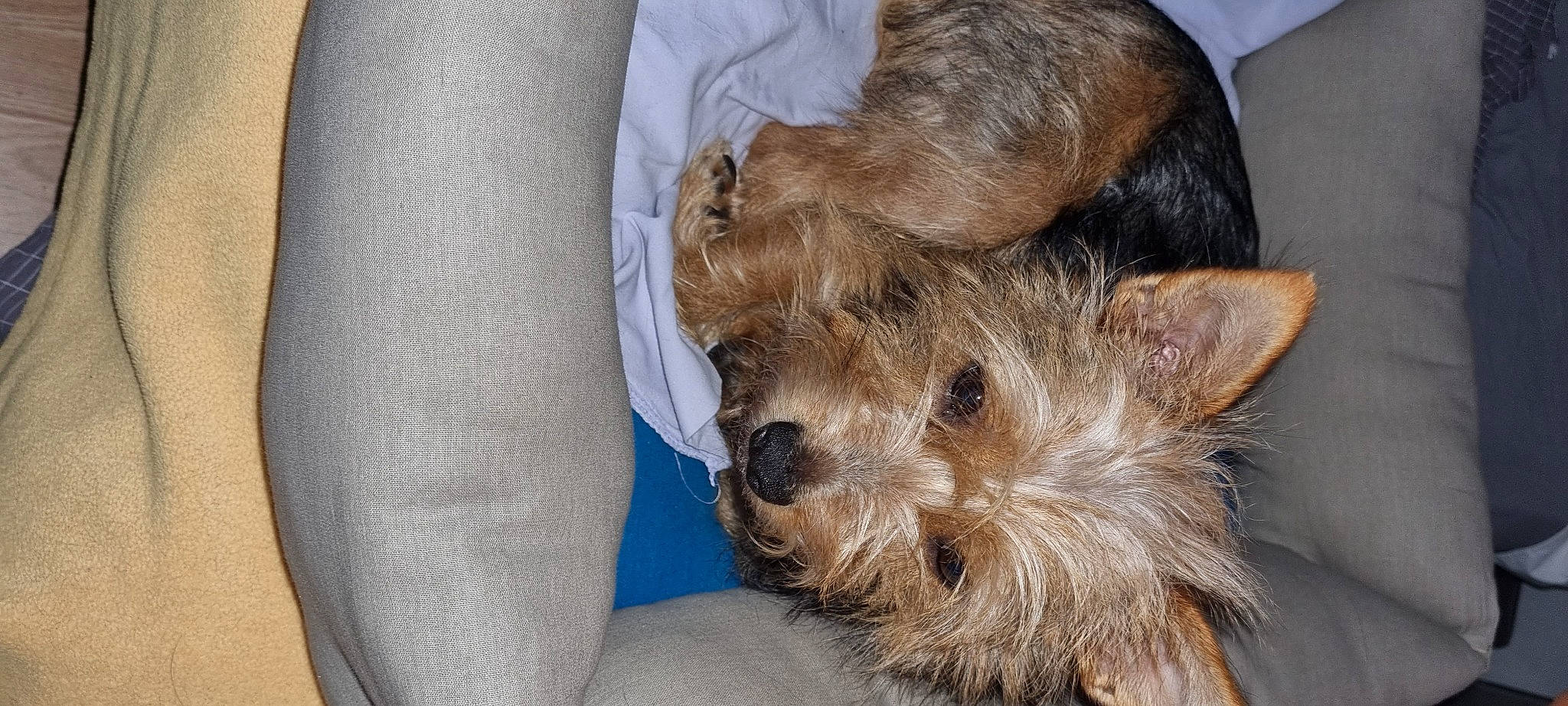 Maya a rejoint le concours — aidez-le/la à gagner de superbes lots ! canidae, carnivore, comfort, companion_dog, dog, dog_breed, electric_blue, fawn, fur, small_terrier, snout, sporting_group, terrestrial_animal, terrier, toy_dog, working_animal