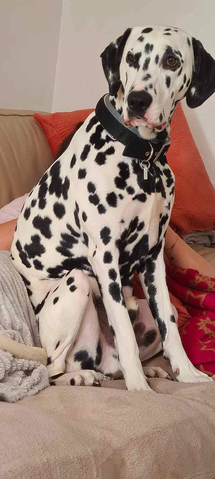 Pongo